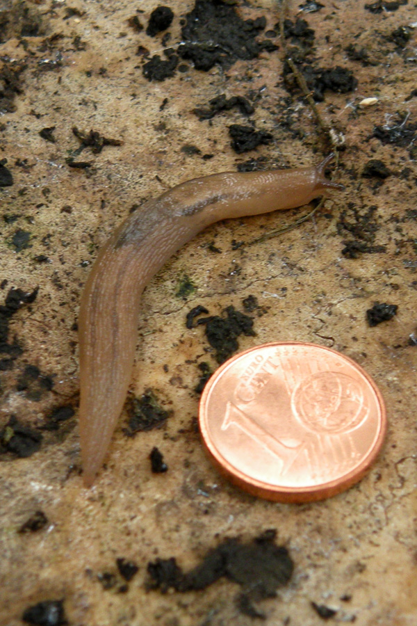 Lehmannia sp?